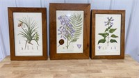 Three botanical prints