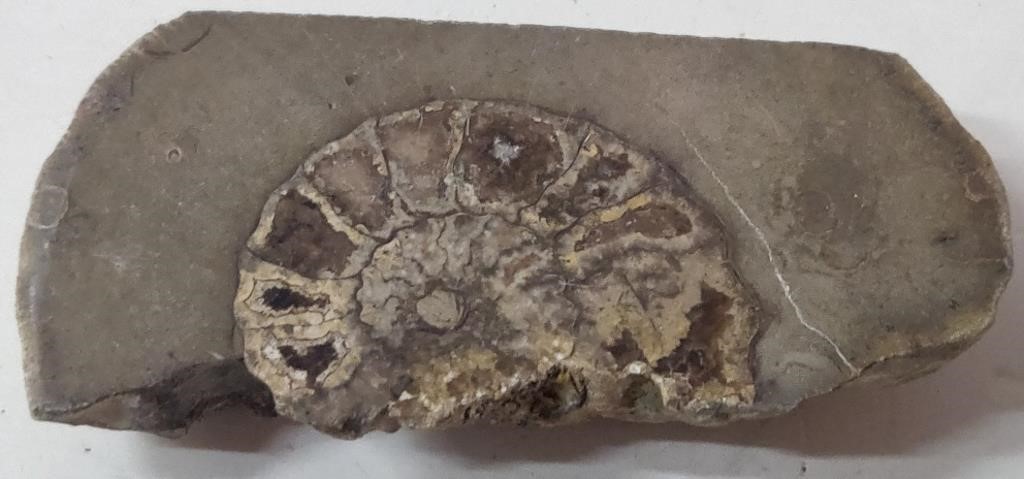 Unique Fossil