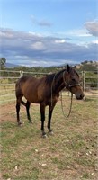 (VIC) RUSSELL - THOROUGHBRED GELDING