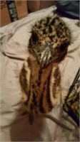 DNA Sexed Male Emu Chick