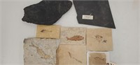 8 Plant And Animal Fossils