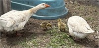 Pair-American Buff Geese-Proven pair