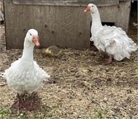 Pair-Sebastapol Geese-Proven pair