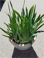 Planter pot with plant