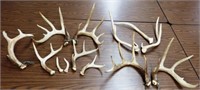 Whitetail Buck Deer & Mule Deer Antlers / Racks