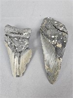 2 Pc Large Megalodon Tooth Pieces