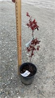 Red Japanese Maple (Lot of 1 Tree)