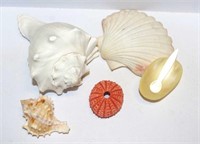Four various sea shells