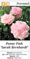 5 Sarah Bernnhardt Double Pink Peony Plants