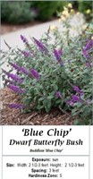 3 Purple Blue Dwarf Butterfly Bush Plants