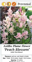 6 Peach Blossom Plume Flower Astilbe Plants