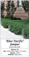 6 Blue Pacific Spreader Juniper Plants