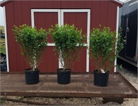 3 Red Lucy Rose of Sharon Plants