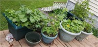 Plants and planters, various sizes, plastic,