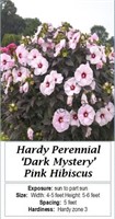 PINK HARDY HIBISCUS DARK MYSTERY