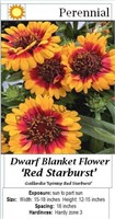BLANKET FLOWER RED STARBURST DWARF