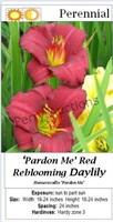 DAYLILY RED REBLOOMER PARDON ME