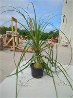 Small Ponytail Palm