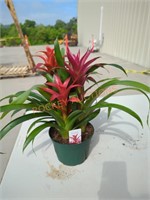 Bicolor Bromeliads