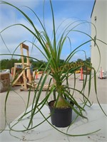 Small Ponytail Palm