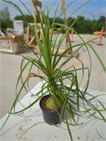 Small Ponytail Palm