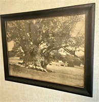 Old Tree Print Under Glass 20 1/2" x 26 1/2"