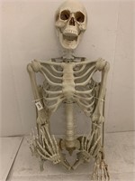 5 Ft Poseable Skeleton