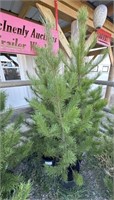 5 - 5' - 6' Potted Pine Trees - Each