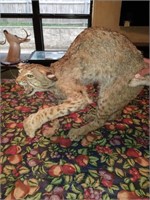 Bobcat Taxidermy (No Stand).