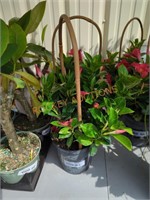 Mandevilla/Dipladenia