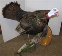 Full size Tom turkey mount on driftwood and wall