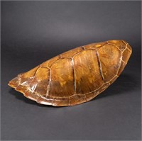 19th c. Sea Turtle Tortoise Shell Taxidermy