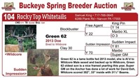 Green 62 bred doe - Blockbuster