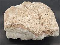 Interesting Fossilized Rock
