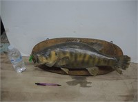 REAL LARGE MOUTH BASS TAXIDERMY MOUNT ON PLAQUE