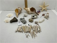 Sea Shells From Around the World
