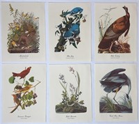 6 Vintage Full Color Audubon Bird Prints