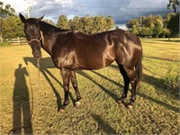 (NSW) ZENYASA - THOROUGHBRED MARE