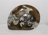 Large Polished Ammonite Fossil/ Coiled Cephalopod