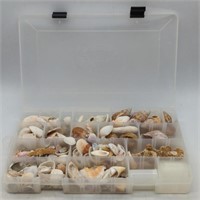(DD) Seashells, Coral, Starfish. In Case