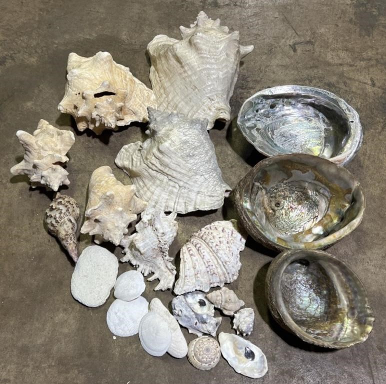 (E) Sea Shells