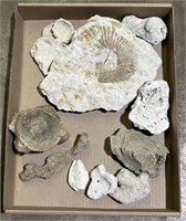 (E) Box Of Fossils and Agate