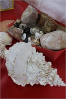 Seashells/ Mineral Stones / Petrified Wood