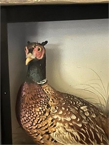 Taxidermy Glass Case of a Pheasant on a Rocky