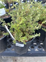 4 Lots of 1 ea 1 Gal McKay's White Potentilla