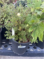 4 Lots of 1 ea 1 Gal McKay's White Potentilla