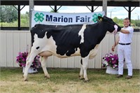 Reserve Champion Dairy Cow- Brant Bontekoe