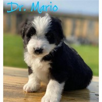 Aussiedoodle Puppy Pick from Sprout Creek Doodles