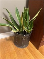 * Plant w/ Bucket Vase