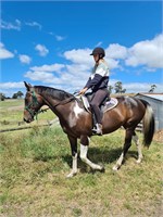 (VIC) EVE - STOCK HORSE X PAINT MARE